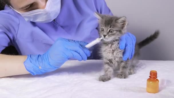 수의사는 새끼 고양이에게 약을 주고 고양이는 주사기에서 돌아옵니다. — 비디오