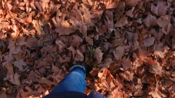 Uma mulher de sapatos castanhos caminha ao longo da folhagem de outono, vista de cima, pernas close-up. — Vídeo de Stock