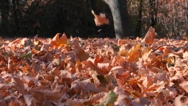 Оранжевые листья падают с деревьев в осеннем лесу. — стоковое видео