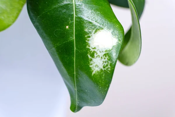 Белые пятна на зеленом листе жасмина. Болезни цветов — стоковое фото
