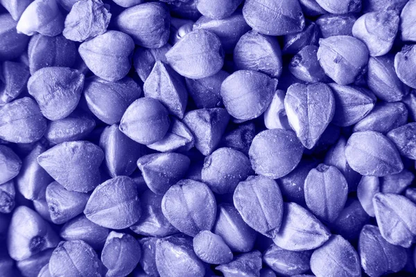 Makro zdjęcie gryki w kolorze trendu 2022 Bardzo Peri — Zdjęcie stockowe