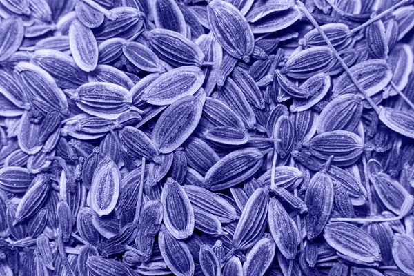 Superdukat semillas de eneldo, muy peri color del año 2022. — Foto de Stock