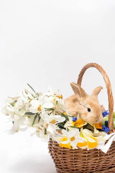Ein flauschiger Osterhase sitzt in einem Korb, Blumen Narzissen auf einem minimalistischen weißen Hintergrund, um Platz für Text vertikale Karte kopieren — Stockfoto