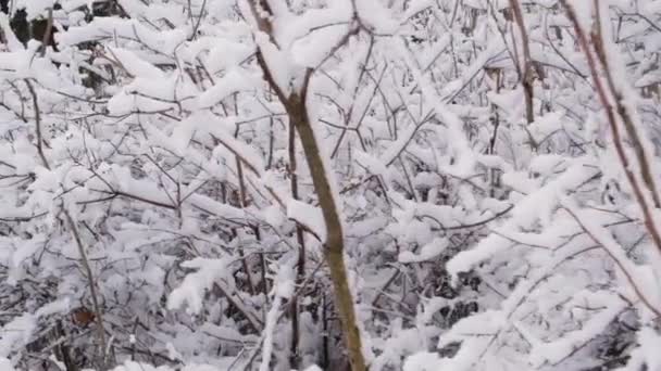 눈덮인 겨울 숲 속 나뭇가지들, 나무 위의 눈. — 비디오