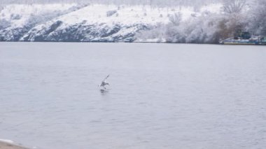 Martı nehrin üzerinde uçar, suyun üzerinde oturur, kış doğası, kar vardır.