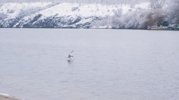 A sirály átrepül a folyón, leül a vízen, téli természet, havazik — Stock videók