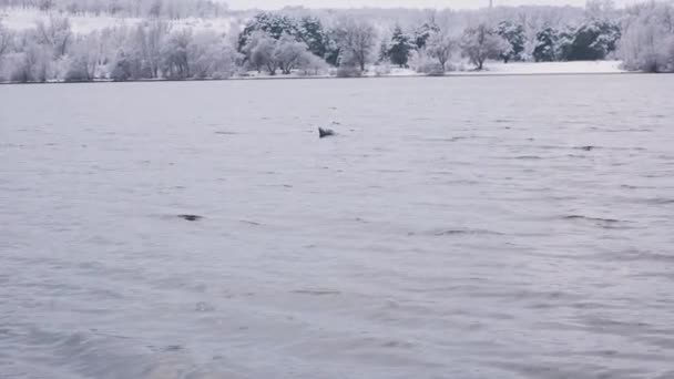 Egy sirály lebeg a hideg folyón télen, havazik.. — Stock videók