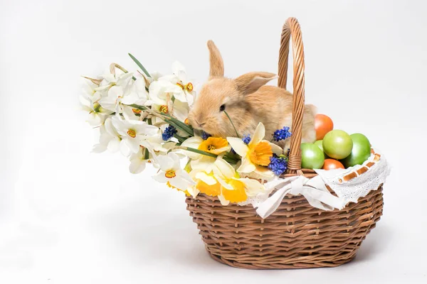 Ein flauschiger Osterhase sitzt in einem Korb, Ostereier und Blumen Narzissen auf einem minimalistischen weißen Hintergrund, um Platz für Textbanner zu schaffen.. — Stockfoto