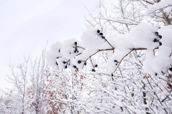 Bayas negras cubiertas de nieve en una rama de árbol sobre un fondo blanco en invierno en la nieve, un lugar para el texto. —  Fotos de Stock