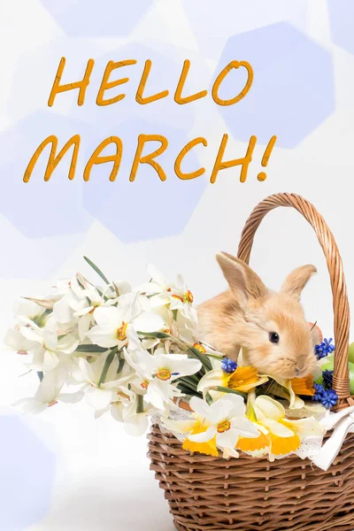 Basket with daffodils and rabbit flowers on a white background with the text Hello March — Stock Photo, Image