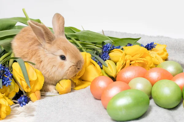 Słodki królik wielkanocny z malowanymi jajkami i wiosennymi kwiatami na szarym tle — Zdjęcie stockowe