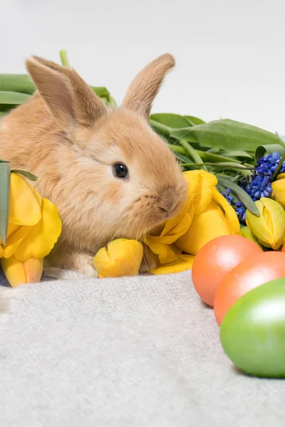 Un pequeño conejo de Pascua con huevos pintados y flores de primavera sobre un fondo blanco — Foto de Stock