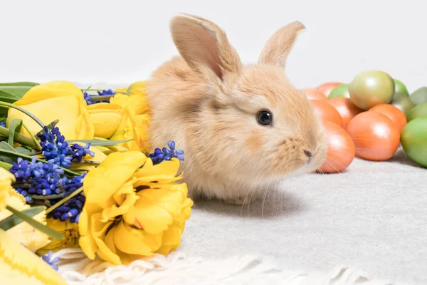 Un lindo conejo de Pascua con huevos pintados y flores de primavera sobre un fondo gris — Foto de Stock