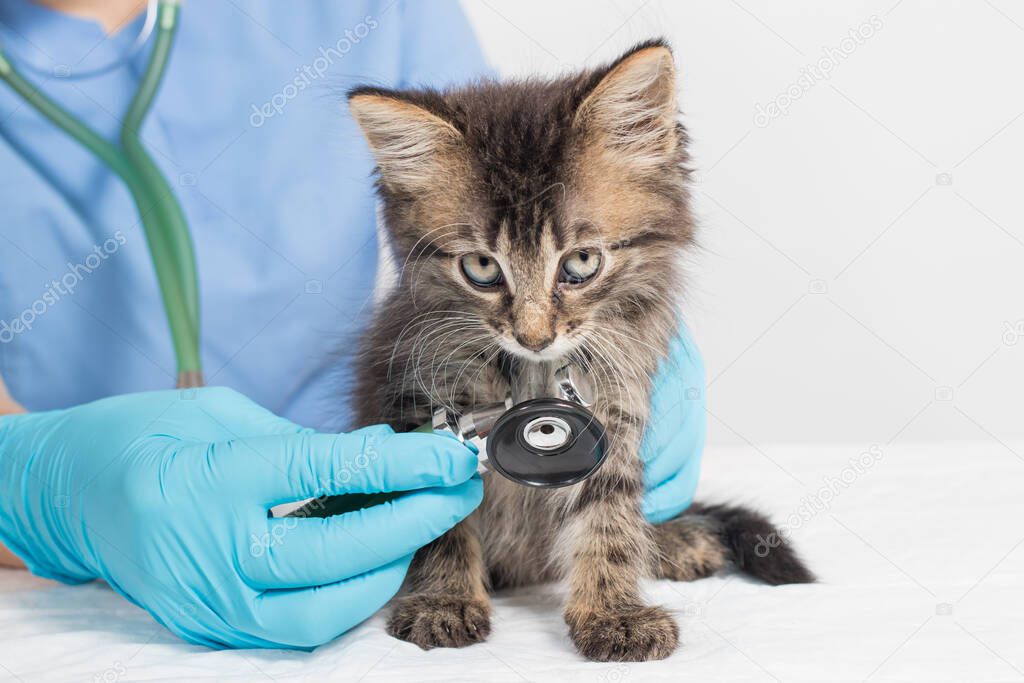Coronavirus and pneumonia in a cat. The veterinarian examines the heart and lungs of the kitten with a stethoscope.