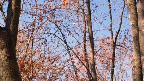 Träd med orange fallande löv i höstskogen mot den blå himlen. — Stockvideo