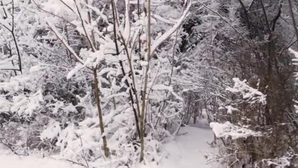 Rami di alberi innevati nella foresta invernale, neve sugli alberi. — Video Stock
