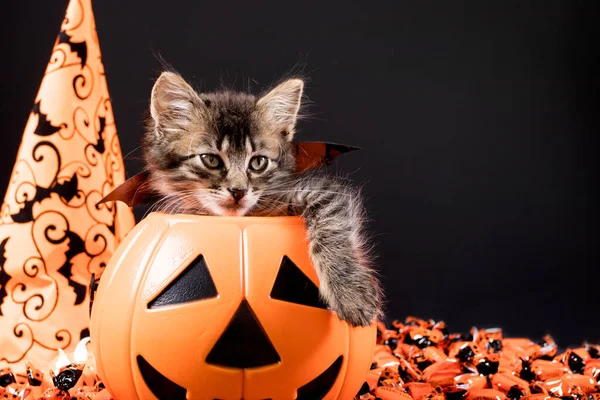 Mutlu Cadılar Bayramı kartları. Kanatlı bir kedi siyah arka planda bir kova balkabağının içinde oturur. Metin için yer.