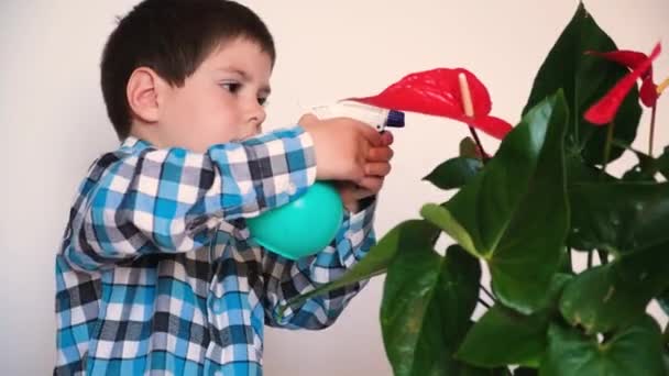 Egy 4 éves fiú törődik az Anthurium szobanövénnyel, vizet iszik műtrágyával egy szórópisztolyból.. — Stock videók