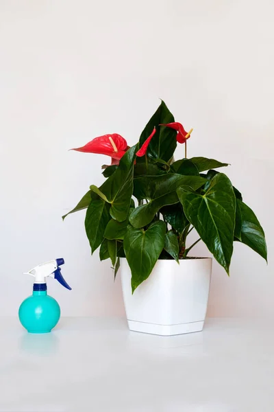Spray gun with water and houseplant Anthurium on a white background. Fertilizing plants and watering. — 스톡 사진