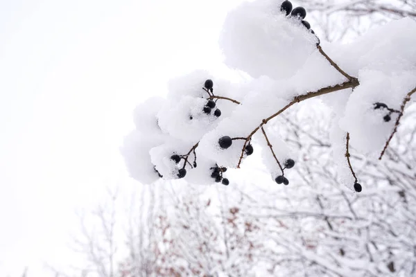 雪地里 白底的树枝上结着覆盖着白雪的黑莓 这是一个发短信的地方 — 图库照片