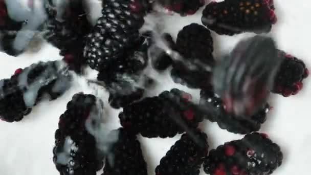 成熟的黑莓在白色背景下掉落在水里 俯瞰全景 — 图库视频影像
