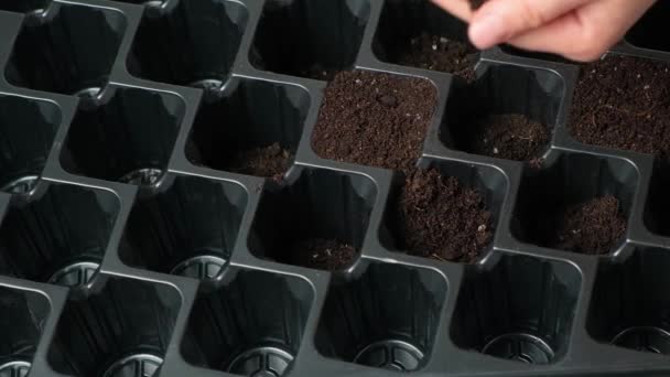 Woman Pours Soil Tray Seedlings — Vídeos de Stock