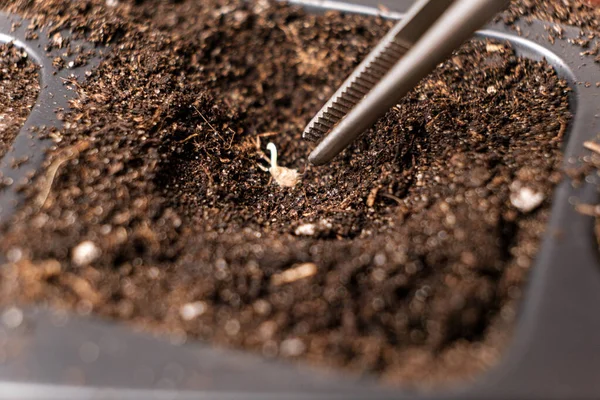 Growing Tomatoes Seeds Step Step Step Planting Ground — Stockfoto