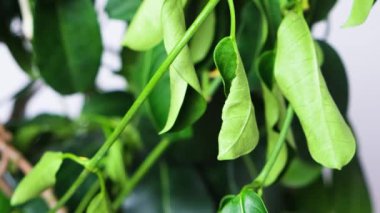Withered jasmine leaves. Bad hoopoe for indoor plants, lack of watering