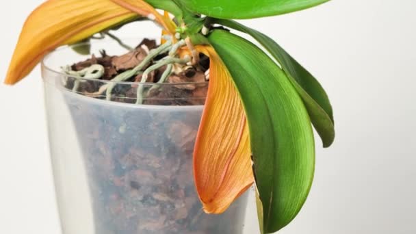 Dried Orchid Roots Yellowed Leaves White Background — Vídeo de stock
