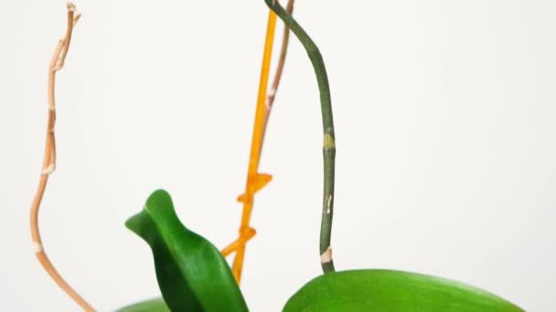 Dried Orchid Roots Yellowed Leaves White Background — Vídeos de Stock