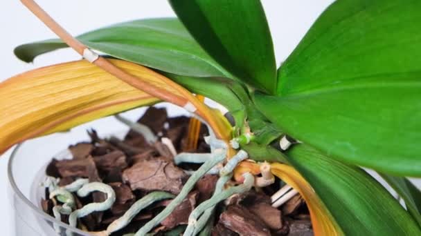 Dried Orchid Roots Yellowed Leaves White Background — Vídeo de Stock