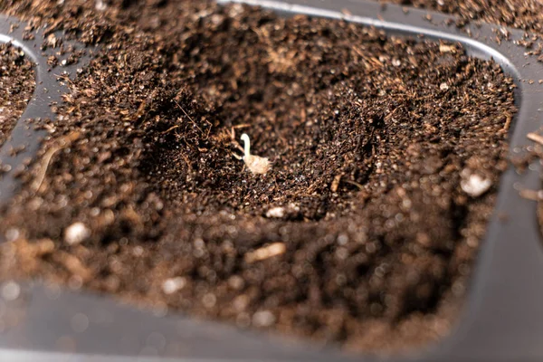 Growing Tomatoes Seeds Step Step Step Planting Ground — Fotografia de Stock