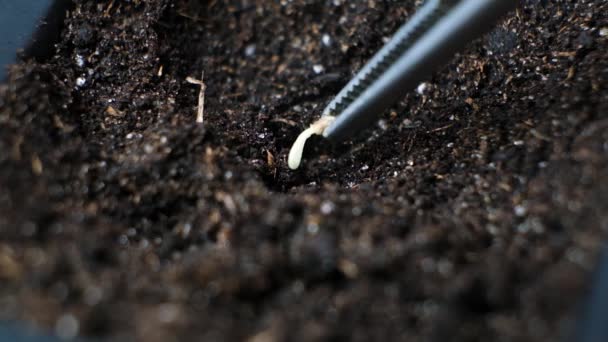 Growing Tomatoes Seeds Step Step Step Planting Ground — Stok video
