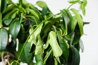 Solmuş yasemin yaprakları. Kapalı alan bitkileri için kötü hupoe, sulama eksikliği..