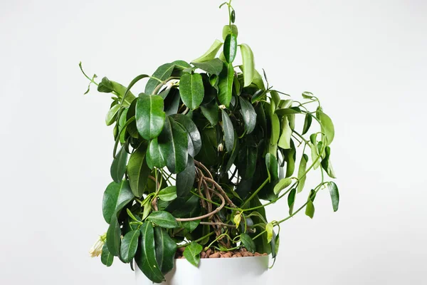 Withered Jasmine Leaves Bad Hoopoe Indoor Plants Lack Watering — Photo