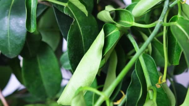 Withered Jasmine Leaves Bad Hoopoe Indoor Plants Lack Watering — Stockvideo