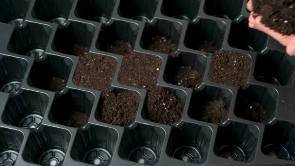 Woman Pours Soil Tray Seedlings — Vídeos de Stock