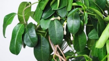 Faded buds of jasmine flowers close-up. Poor care for houseplants