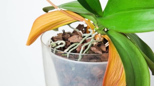 Dried Orchid Roots Yellowed Leaves White Background — Video Stock