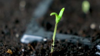 Growing tomatoes from seeds, step by step. Step 4 - the first sprout.