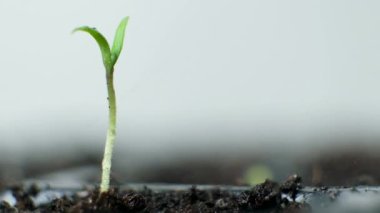 Growing tomatoes from seeds, step by step. Step 5 - watering the first sprout.