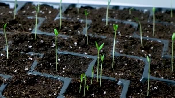 Growing Tomatoes Seeds Step Step Step Many Sprouts Sprouted — Stockvideo