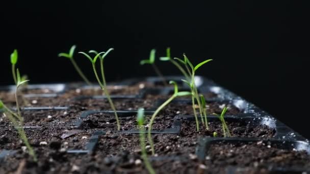 Growing Tomatoes Seeds Step Step Step Many Sprouts Sprouted — Vídeo de Stock