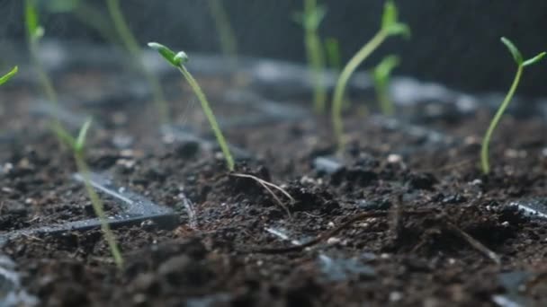 Growing Tomatoes Seeds Step Step Step Watering Sprouts — Stockvideo