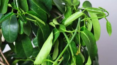 Wilted indoor jasmine, wilted leaves and flowers