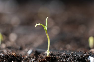 Growing tomatoes from seeds, step by step. Step 4 - the first sprout
