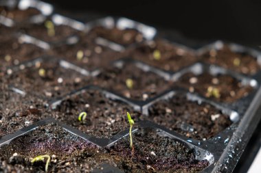 Growing tomatoes from seeds, step by step. Step 4 - the first sprout