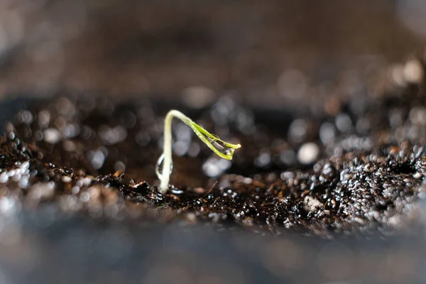 Growing Tomatoes Seeds Step Step Step First Sprout — Foto Stock