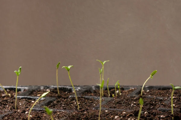 Growing tomatoes from seeds, step by step. Step 6 - many sprouts sprouted