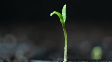 Growing tomatoes from seeds, step by step. Step 5 - watering the first sprout